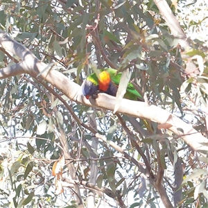 Trichoglossus moluccanus at Bruce, ACT - 30 May 2025 by ConBoekel