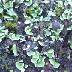 Unverified Moss, Liverwort or Hornwort at Bruce, ACT - 30 May 2025 by ConBoekel