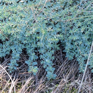 Unverified Daisy at Bruce, ACT - 30 May 2025 by ConBoekel