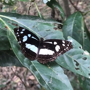 Phaedyma shepherdi at Coen, QLD - 28 Jul 2022 by Pirom