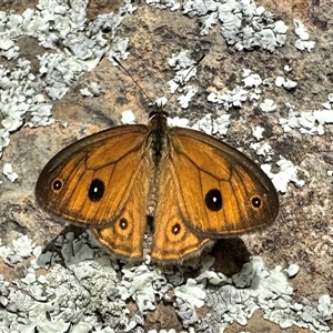 Heteronympha merope at Kaputar, NSW - 30 Mar 2023 by Pirom