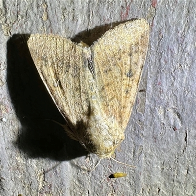 Helicoverpa (genus) (A bollworm) at Ainslie, ACT - 3 Nov 2024 by Pirom