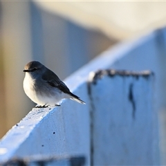 Microeca fascinans at Bargo, NSW - 3 Jun 2025 by Freebird