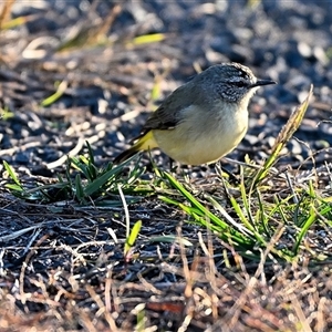 Acanthiza chrysorrhoa at Bargo, NSW - 3 Jun 2025 by Freebird