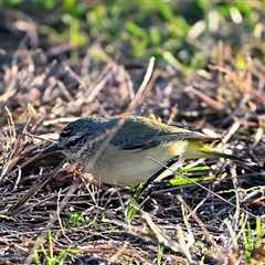 Acanthiza chrysorrhoa at Bargo, NSW - 3 Jun 2025 05:09 PM
