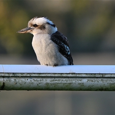 Dacelo novaeguineae (Laughing Kookaburra) at Bargo, NSW - 3 Jun 2025 by Freebird