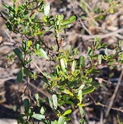 Dodonaea viscosa subsp. cuneata (Wedge-leaved Hop Bush) at Bruce, ACT - 5 Jun 2025 by WalkYonder