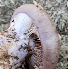 Cortinarius sp. - lilac, blue(ish), purple(ish) at Gundaroo, NSW - 5 Jun 2025 03:28 PM