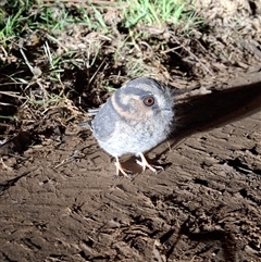 Aegotheles cristatus (Australian Owlet-nightjar) at Mongarlowe, NSW - 5 Jun 2025 by Dron
