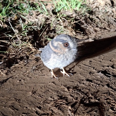 Aegotheles cristatus (Australian Owlet-nightjar) at Mongarlowe, NSW - 5 Jun 2025 by Dron