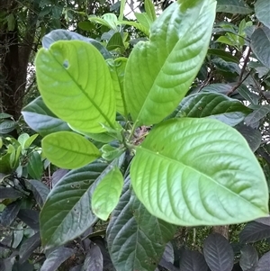 Rhodomyrtus macrocarpa at Mossman Gorge, QLD - 6 Nov 2015 02:01 PM