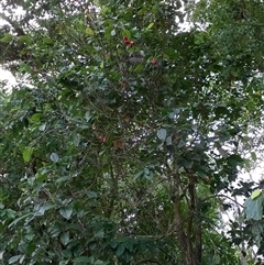 Rhodomyrtus macrocarpa at Mossman Gorge, QLD - 6 Nov 2015 02:01 PM