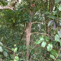 Rhodomyrtus macrocarpa at Mossman Gorge, QLD - 6 Nov 2015 02:01 PM