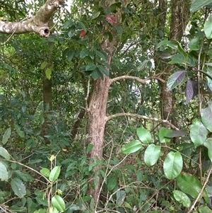 Rhodomyrtus macrocarpa at Mossman Gorge, QLD - 6 Nov 2015 02:01 PM