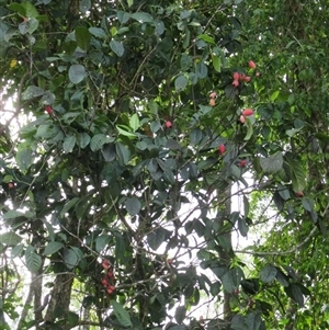 Rhodomyrtus macrocarpa (finger cherry) at Mossman Gorge, QLD - 18 Nov 2015 by JasonPStewartNMsnc2016