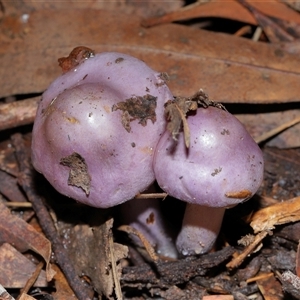 Cortinarius archeri s.l. at Paddys River, ACT - 4 Jun 2025 by TimL