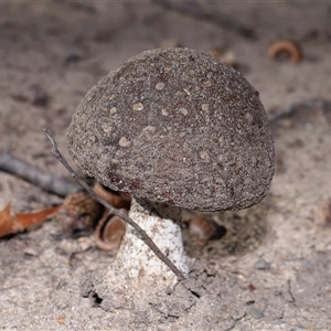 Amanita muscaria at Parkes, ACT - 31 May 2025 by TimL