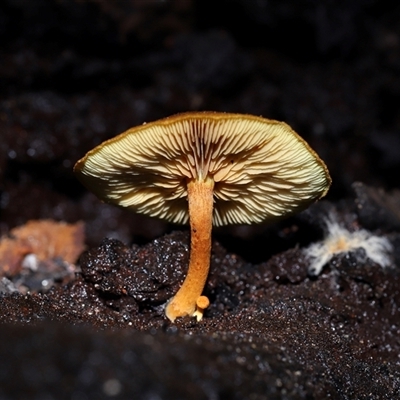 Unverified Cap on a stem; gills below cap [mushrooms or mushroom-like] at Paddys River, ACT - 28 May 2025 by TimL