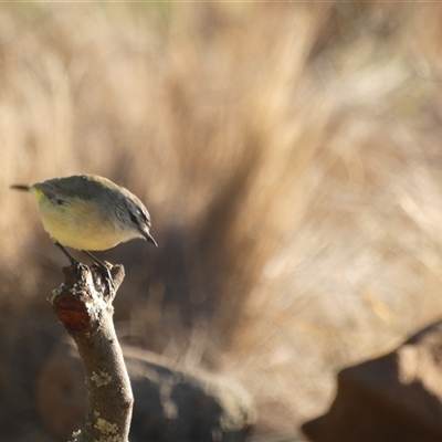 Acanthiza chrysorrhoa by TwoRivers