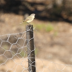 Acanthiza chrysorrhoa at Ballyroe, NSW - suppressed