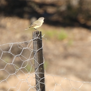 Acanthiza chrysorrhoa at Ballyroe, NSW - suppressed