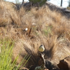 Acanthiza chrysorrhoa at Ballyroe, NSW - suppressed