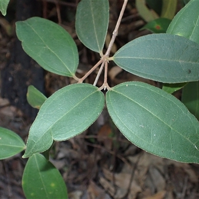 Rhodamnia rubescens (Scrub Turpentine, Brown Malletwood) at Budgong, NSW - Yesterday by plants