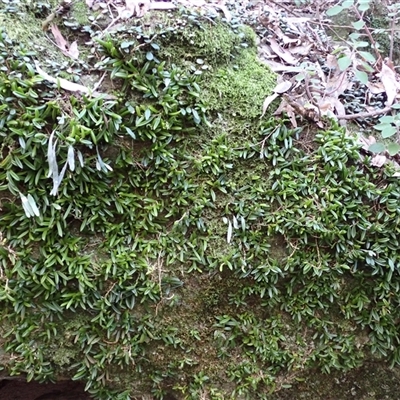 Bulbophyllum shepherdii (Wheat-leaved Orchid) at Watersleigh, NSW - Yesterday by plants