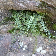 Asplenium flabellifolium (Necklace Fern) at Illaroo, NSW - Yesterday by plants