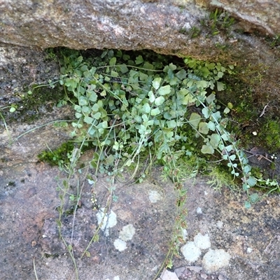 Asplenium flabellifolium (Necklace Fern) at Illaroo, NSW - Yesterday by plants