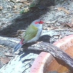 Neochmia temporalis (Red-browed Finch) at Ballyroe, NSW - 1 Mar 2022 by TwoRivers