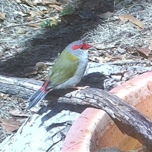 Neochmia temporalis at Ballyroe, NSW - suppressed