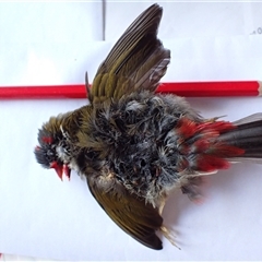 Neochmia temporalis at Ballyroe, NSW - suppressed