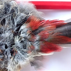 Neochmia temporalis at Ballyroe, NSW - suppressed