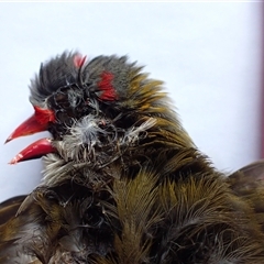 Neochmia temporalis at Ballyroe, NSW - suppressed