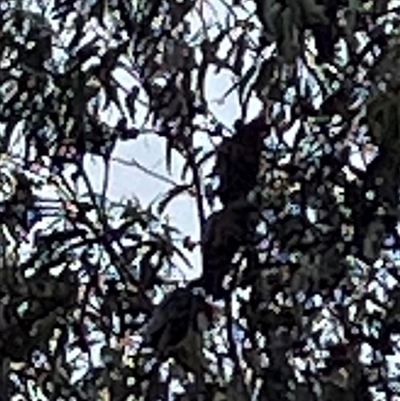 Callocephalon fimbriatum (Gang-gang Cockatoo) at Lyons, ACT - 6 Jun 2025 by RobynS