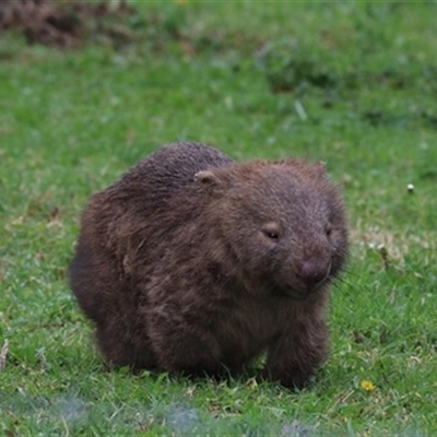 Vombatus ursinus (Common wombat, Bare-nosed Wombat) at Jamberoo, NSW - 23 May 2020 by bereccad