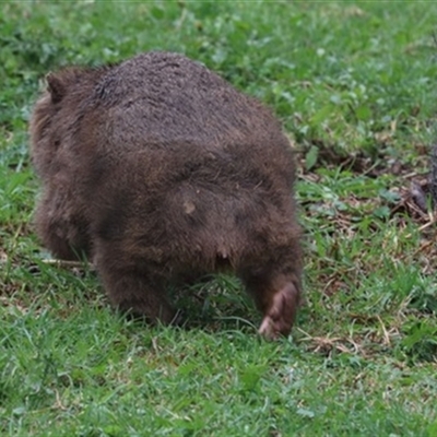 Vombatus ursinus (Common wombat, Bare-nosed Wombat) at Jamberoo, NSW - 23 May 2020 by bereccad