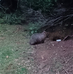 Vombatus ursinus (Common wombat, Bare-nosed Wombat) at Jamberoo, NSW - 27 May 2020 by bereccad