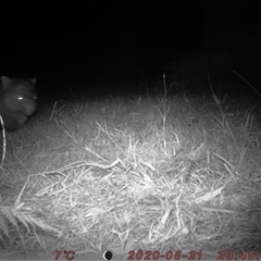 Vombatus ursinus (Common wombat, Bare-nosed Wombat) at Robertson, NSW - 21 May 2020 by bereccad