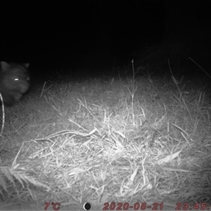 Vombatus ursinus (Common wombat, Bare-nosed Wombat) at Robertson, NSW - 21 May 2020 by bereccad