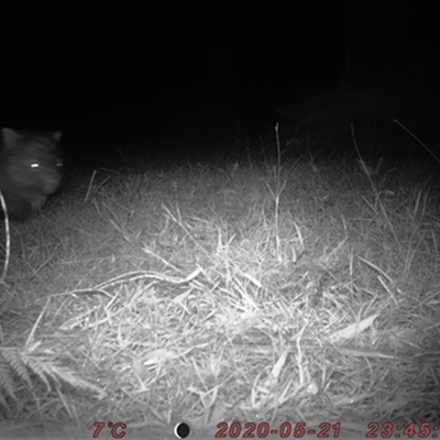 Vombatus ursinus (Common wombat, Bare-nosed Wombat) at Robertson, NSW - 21 May 2020 by bereccad