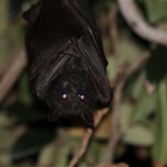 Pteropus alecto (Black Flying Fox) at Kanahooka, NSW - 1 Sep 2020 by bereccad