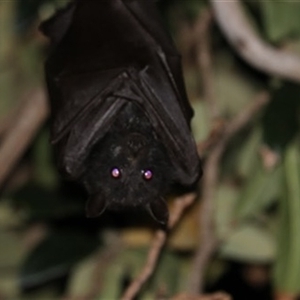 Pteropus alecto at Kanahooka, NSW - 1 Sep 2020 12:00 AM