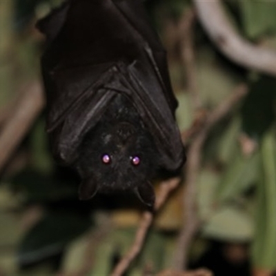 Pteropus alecto (Black Flying Fox) at Kanahooka, NSW - 1 Sep 2020 by bereccad
