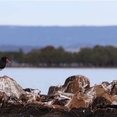 Haematopus longirostris (Australian Pied Oystercatcher) at Berkeley, NSW - 4 Sep 2020 by bereccad