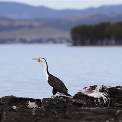 Phalacrocorax varius (Pied Cormorant) at Berkeley, NSW - 4 Sep 2020 by bereccad