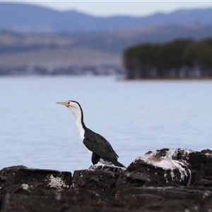 Phalacrocorax varius (Pied Cormorant) at Berkeley, NSW - 4 Sep 2020 by bereccad