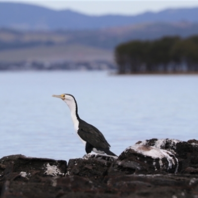 Phalacrocorax varius (Pied Cormorant) at Berkeley, NSW - 4 Sep 2020 by bereccad