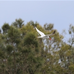 Hydroprogne caspia (Caspian Tern) at Kanahooka, NSW - 4 Sep 2020 by bereccad